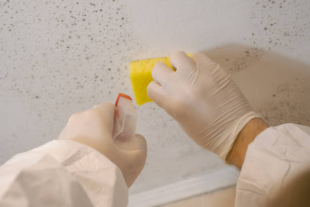 Best Emergency Mold Remediation  in Yorktown Heights, NY