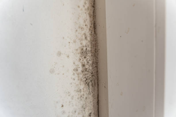 Best Mold Damage Restoration  in Yorktown Heights, NY