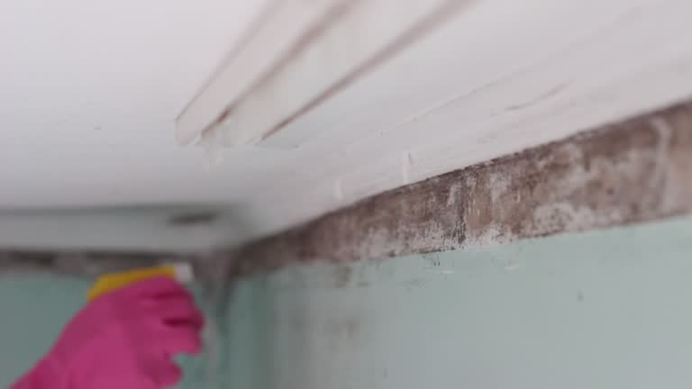 Mold Documentation for Insurance Claims in Yorktown Heights, NY